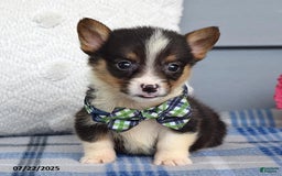 Welsh Corgi Pembroke dogs for sale: Zeke - Image 8