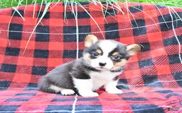 Welsh Corgi Pembroke dogs for sale: Sarge - Image 5
