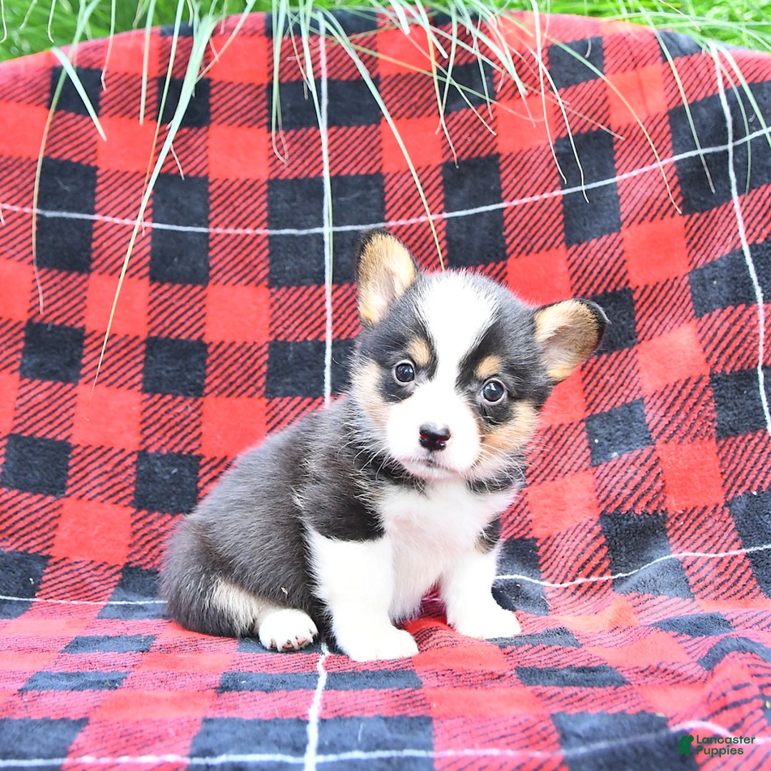 Welsh Corgi Pembroke dogs for sale: Sarge - Image 5