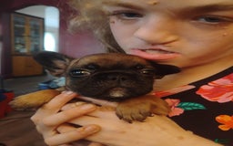 French Bulldog dogs for sale: Kit Kat - Image 2