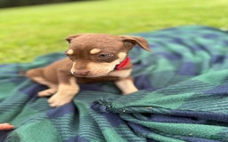 Catahoula Leopard Dog dogs for sale: Red - Image 2