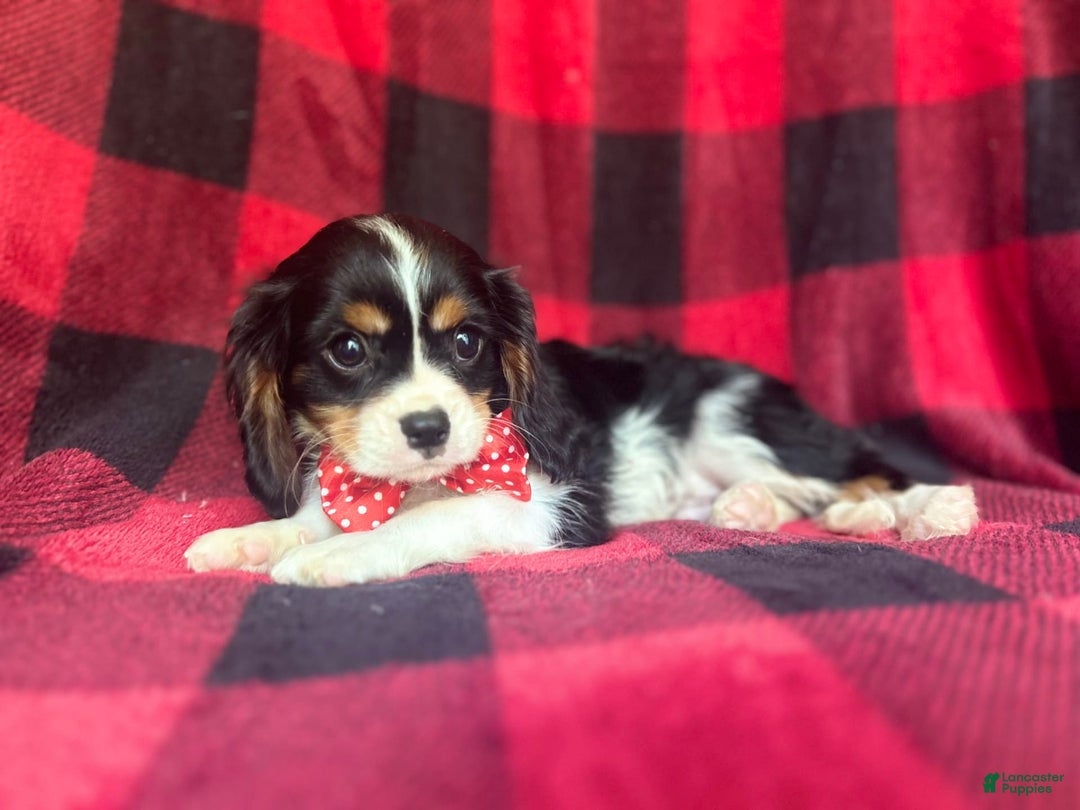 Cavalier King Charles Spaniel dogs for sale: Toto - Image 10