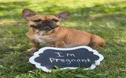 French Bulldog dogs for sale: Simba - Image 7