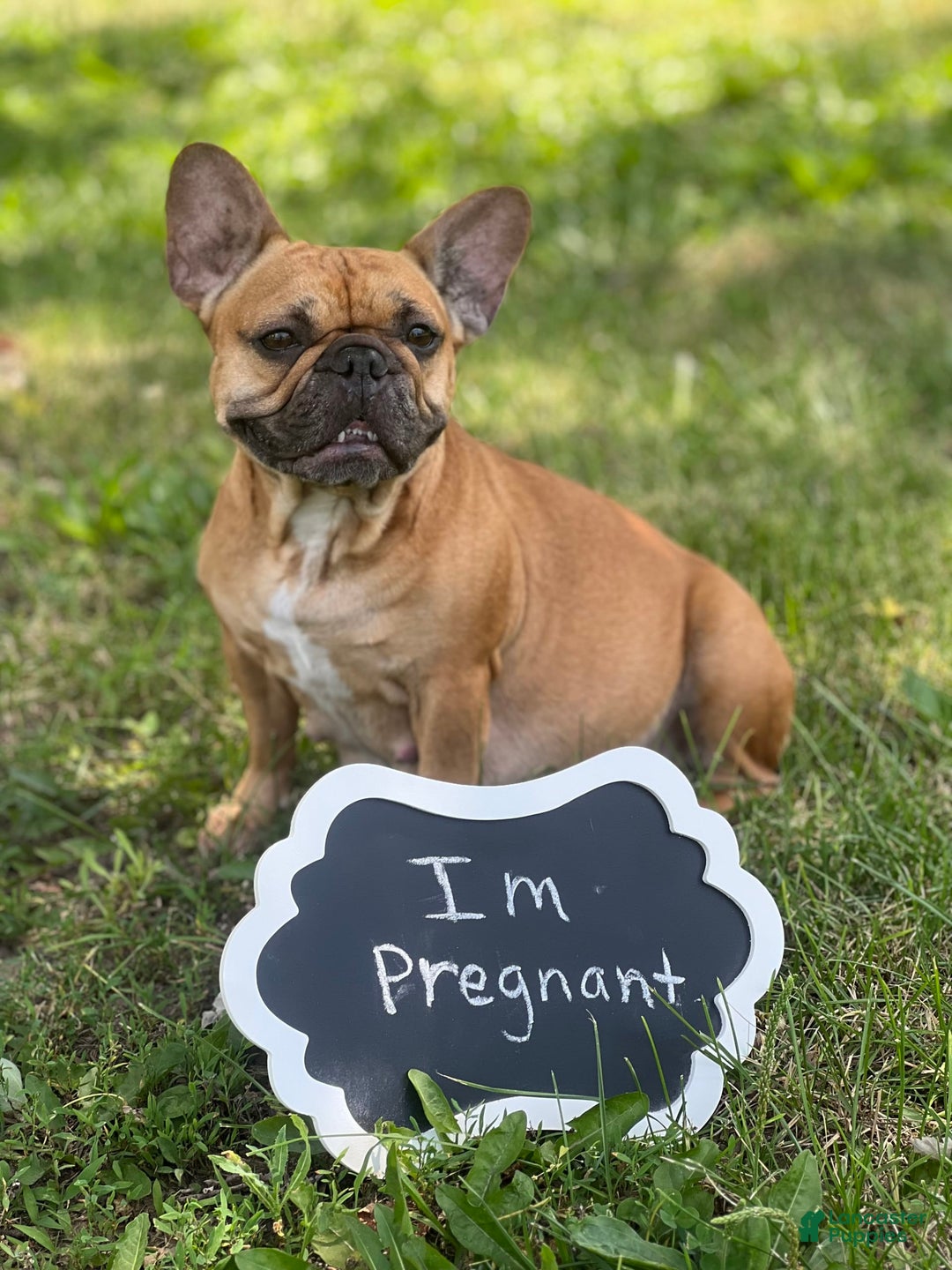 French Bulldog dogs for sale: Simba - Image 7