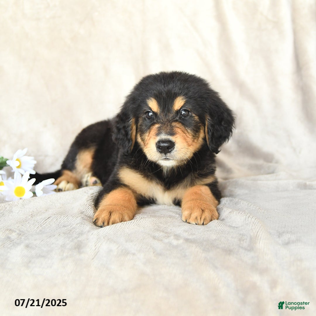 Bernese Mountain Dog dogs for sale: Smokey - Image 1