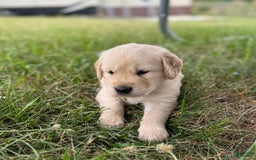 Golden Retriever dogs for sale: Golden Retriever 5 puppies - Image 4