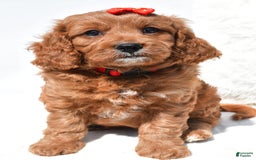 Mini Goldendoodle dogs for sale: Rambo - Image 7