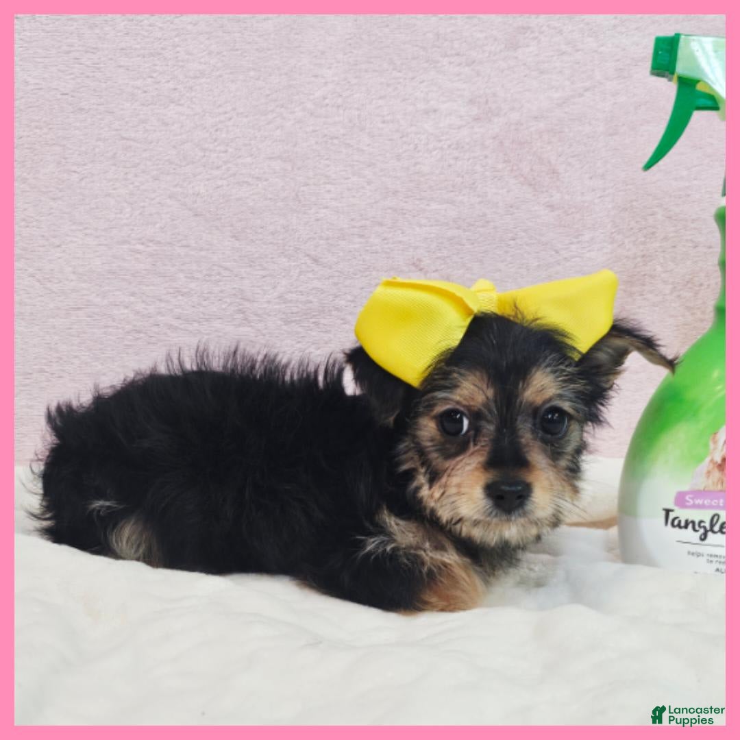 Morkie dogs for sale: Izzy - Image 3