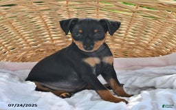 Miniature Pinscher dogs for sale: Peanut - Image 1