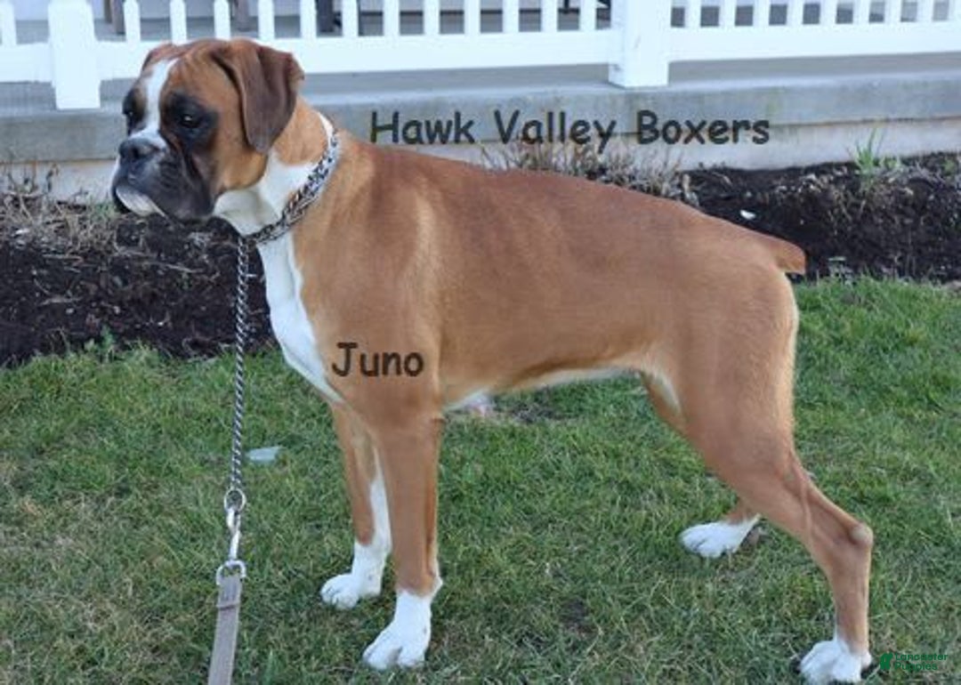 Boxer dogs for sale: Winston  - Champ Lines - Image 7