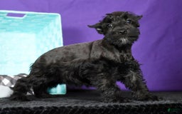 Miniature Schnauzer dogs for sale: Blaze - Image 5