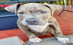 American Bully dogs for sale: Majestic - Image 6