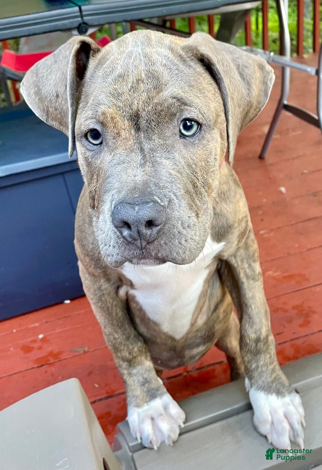American Bully dogs for sale: Majestic - Image 6