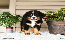 Bernese Mountain Dog dogs for sale: Bandit - Image 13