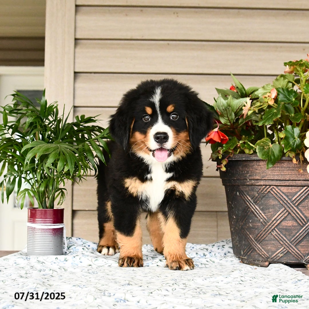 Bernese Mountain Dog dogs for sale: Bandit - Image 13