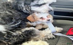 Mini Bernedoodle dogs for sale: Luna - Image 3