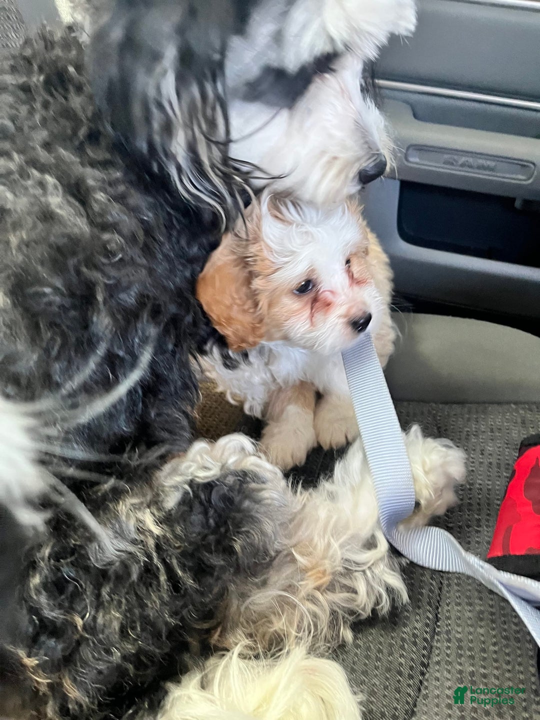 Mini Bernedoodle dogs for sale: Luna - Image 3