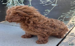 Toy Poodle dogs for sale: Jax - Image 1