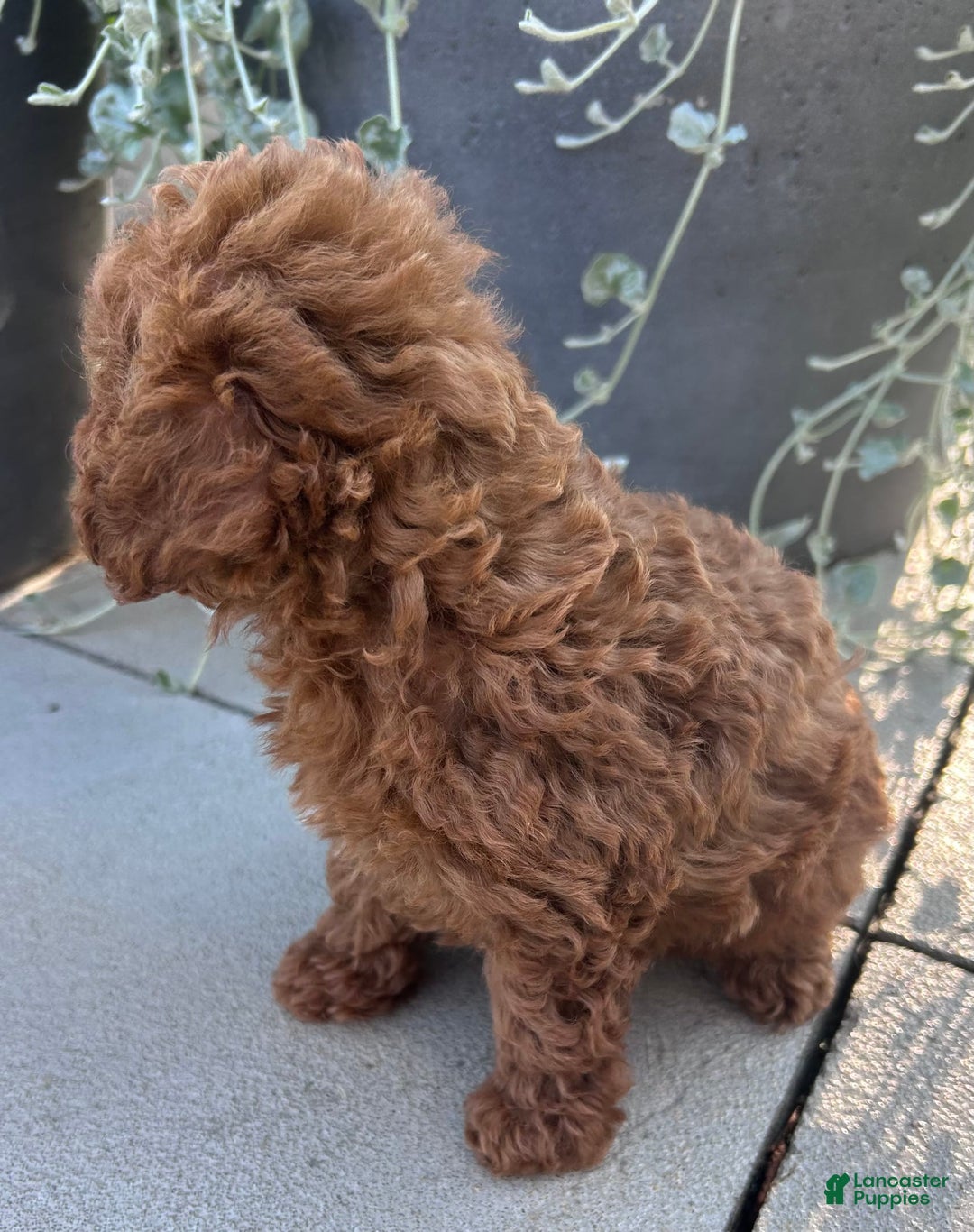 Toy Poodle dogs for sale: Jax - Image 1
