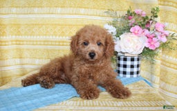 Mini Goldendoodle dogs for sale: Larry - Image 8