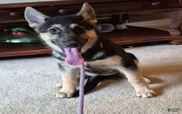 German Shepherd dogs for sale: Heidi - Image 26