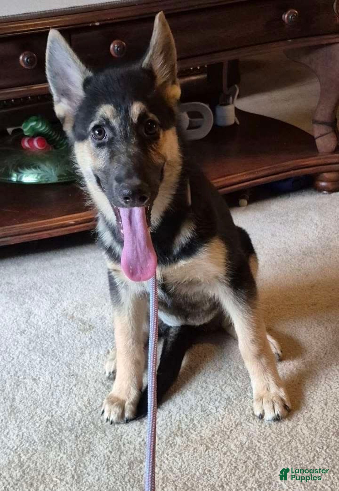 German Shepherd dogs for sale: Heidi - Image 26