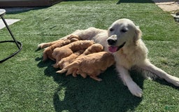 Golden Retriever dogs for sale: Blue - Image 3