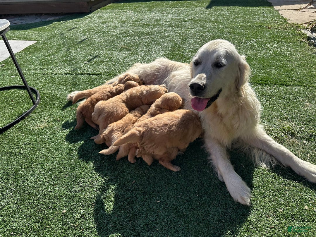 Golden Retriever dogs for sale: Blue - Image 3