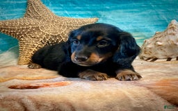 Miniature Dachshund dogs for sale: Miniature Dachshund 4 puppies - Image 4