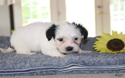 Teddy Bear dogs for sale: Patrick - Image 3
