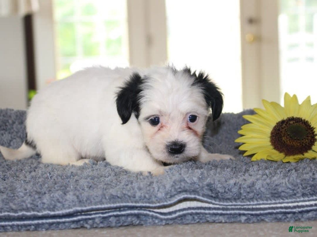 Teddy Bear dogs for sale: Patrick - Image 3