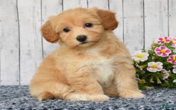 Havapoo dogs for sale: Ariel - Image 4