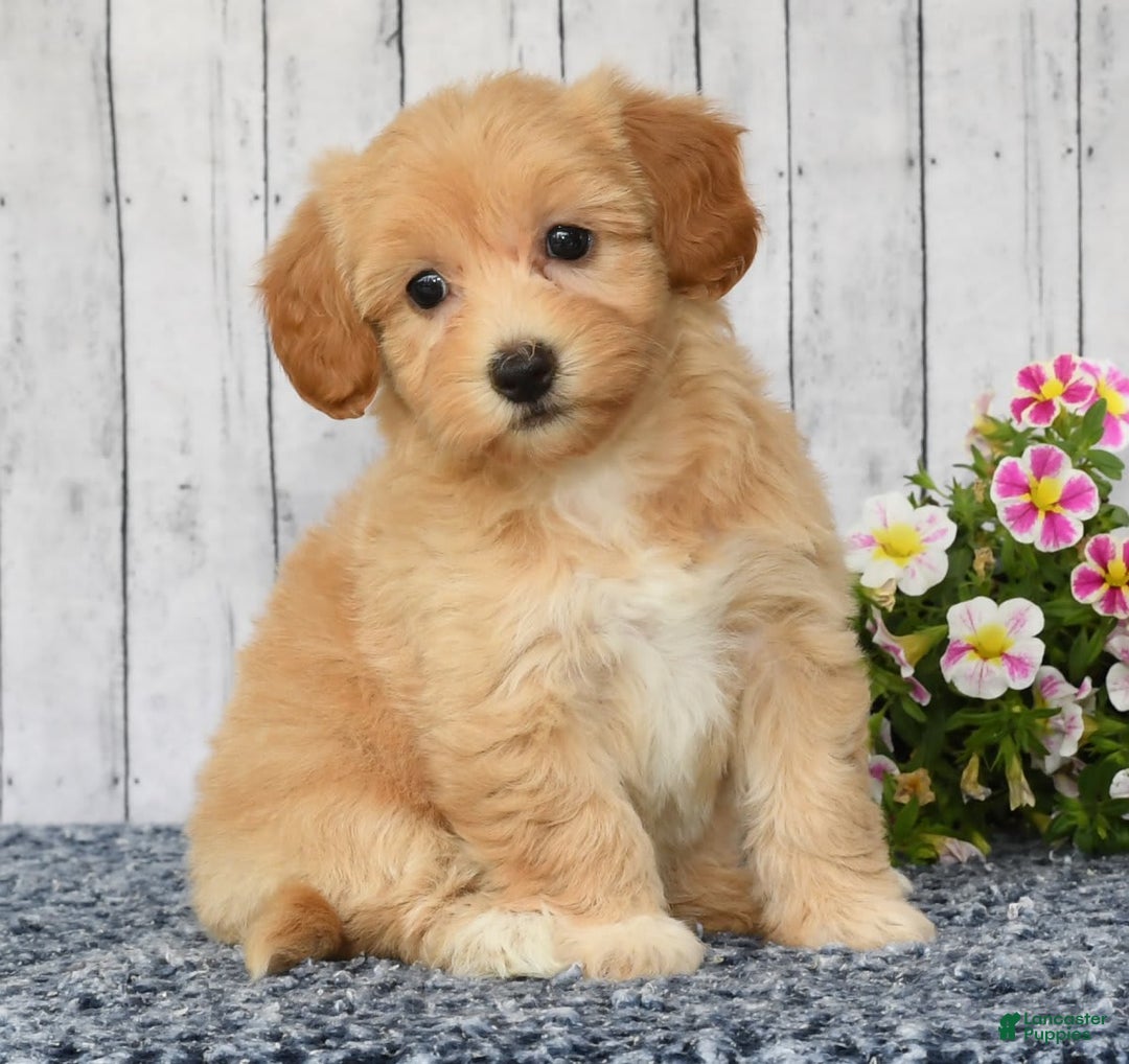 Havapoo dogs for sale: Ariel - Image 4