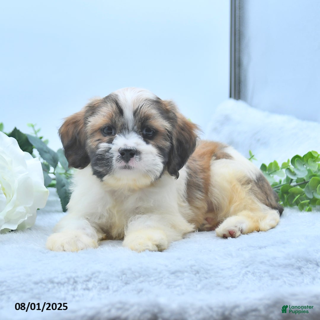 Shih Tzu dogs for sale: Nathaniel - Image 4