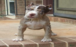 Cane Corso dogs for sale: Chocolate Chip - Image 3