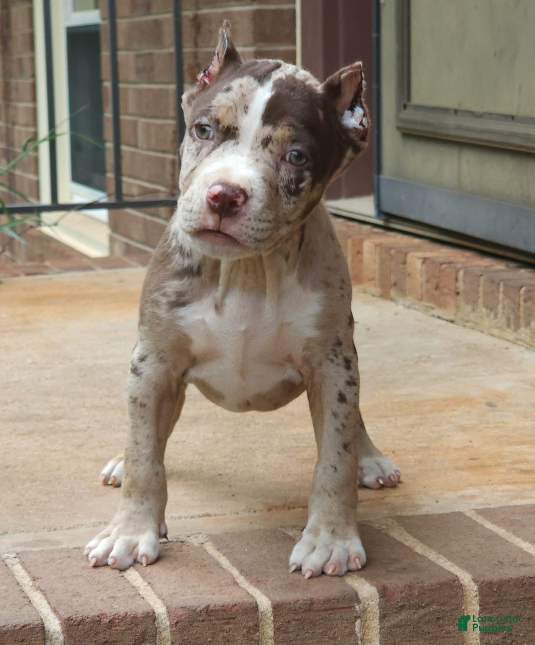 Cane Corso dogs for sale: Chocolate Chip - Image 3