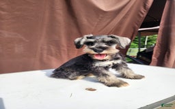 Miniature Schnauzer dogs for sale: Piper - Image 3