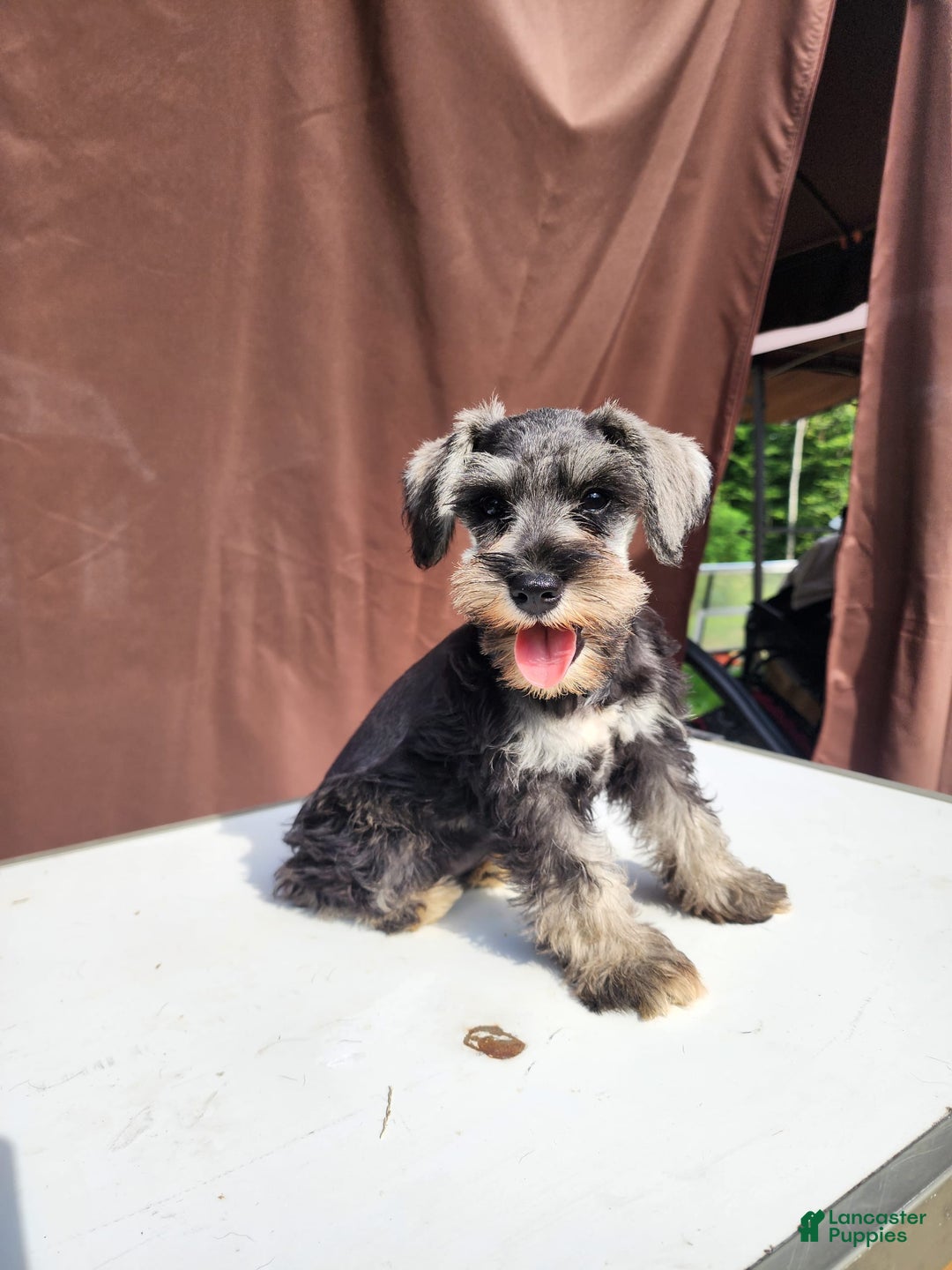 Miniature Schnauzer dogs for sale: Piper - Image 3