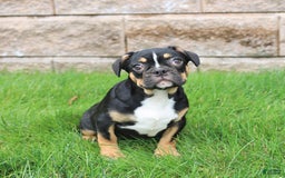 Frenchton dogs for sale: Dreamer - Image 2