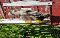 Labrador Retriever dogs for sale: Gal - Image 2