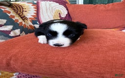 Miniature Australian Shepherd dogs for sale: Milly - Image 4