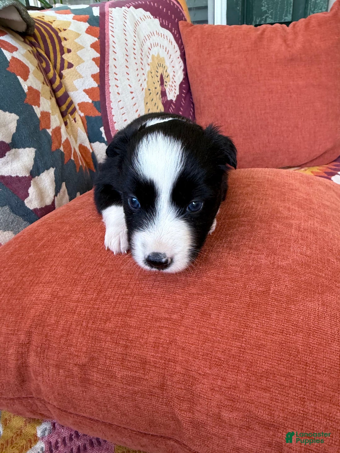 Miniature Australian Shepherd dogs for sale: Milly - Image 4