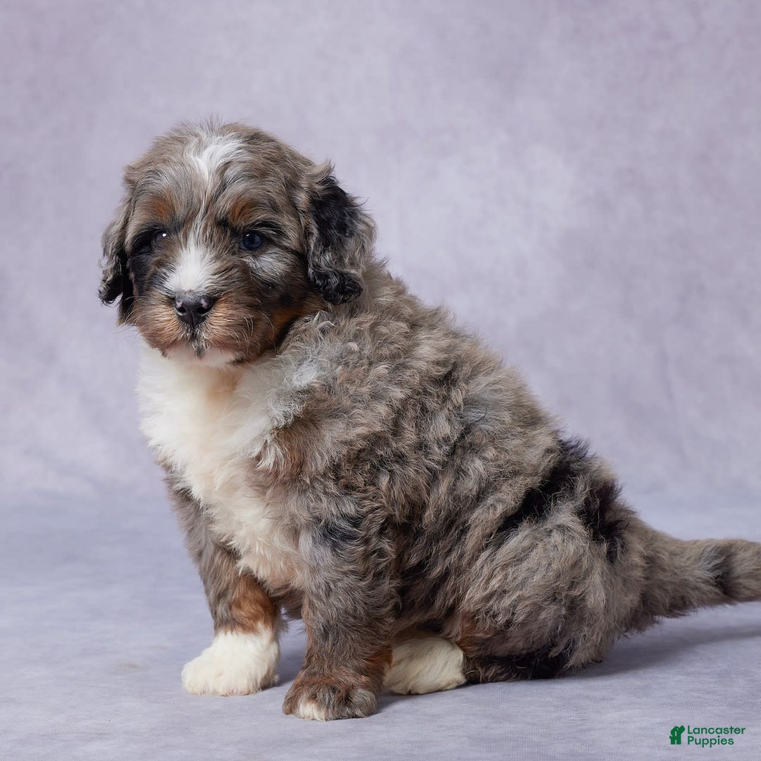 Mini Bernedoodle dogs for sale: Jace - Image 5