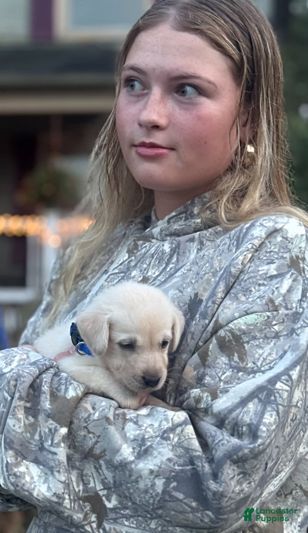Labrador Retriever dogs for sale: Frost - Image 12