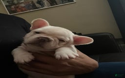 French Bulldog dogs for sale: Rhea - Image 6