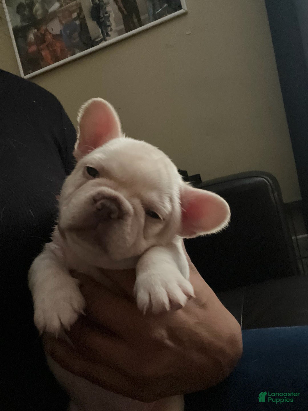 French Bulldog dogs for sale: Rhea - Image 6
