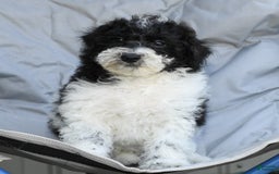 Maltipoo dogs for sale: Leo - Image 6