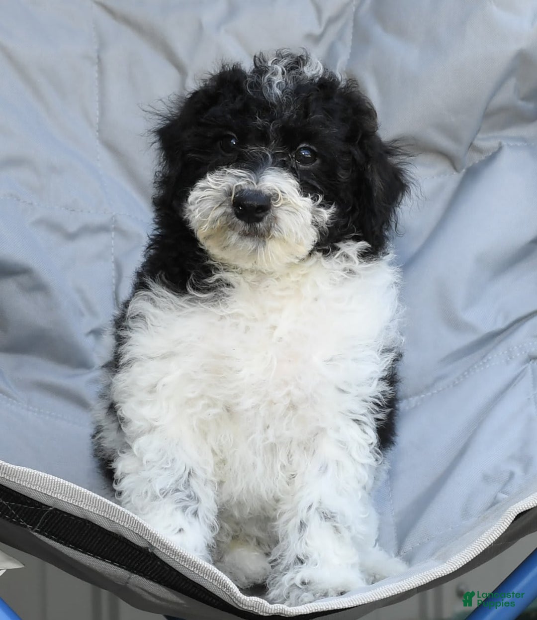 Maltipoo dogs for sale: Leo - Image 6