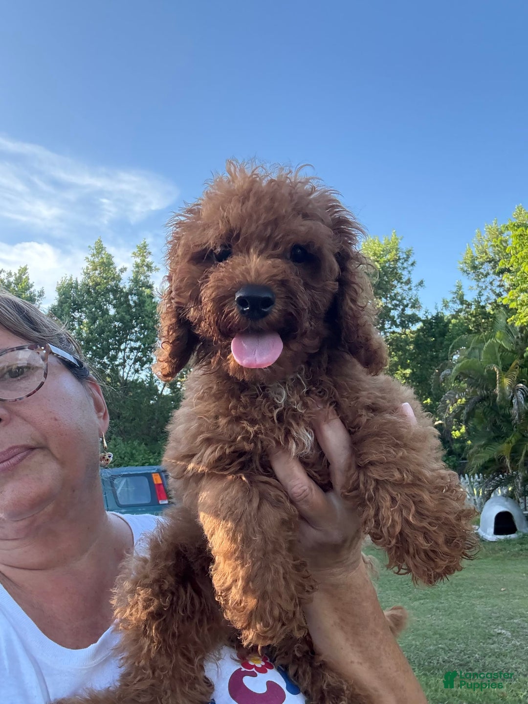 Cavapoo dogs for sale: Toby - Image 1