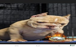 American Bully dogs for sale: Macho - Image 4